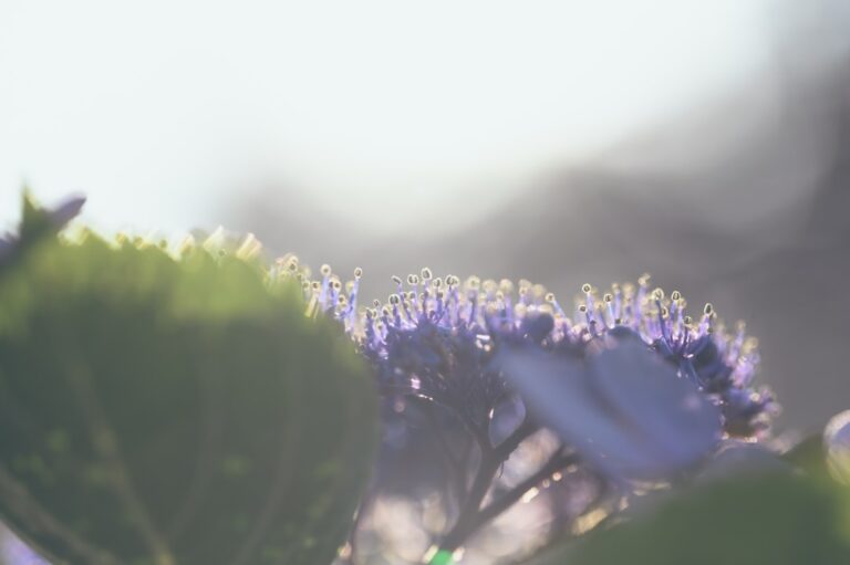 découvrez le muguet virtuel, une expérience numérique unique qui met en valeur la beauté et la symbolique du muguet à travers des représentations interactives et immersives en ligne.